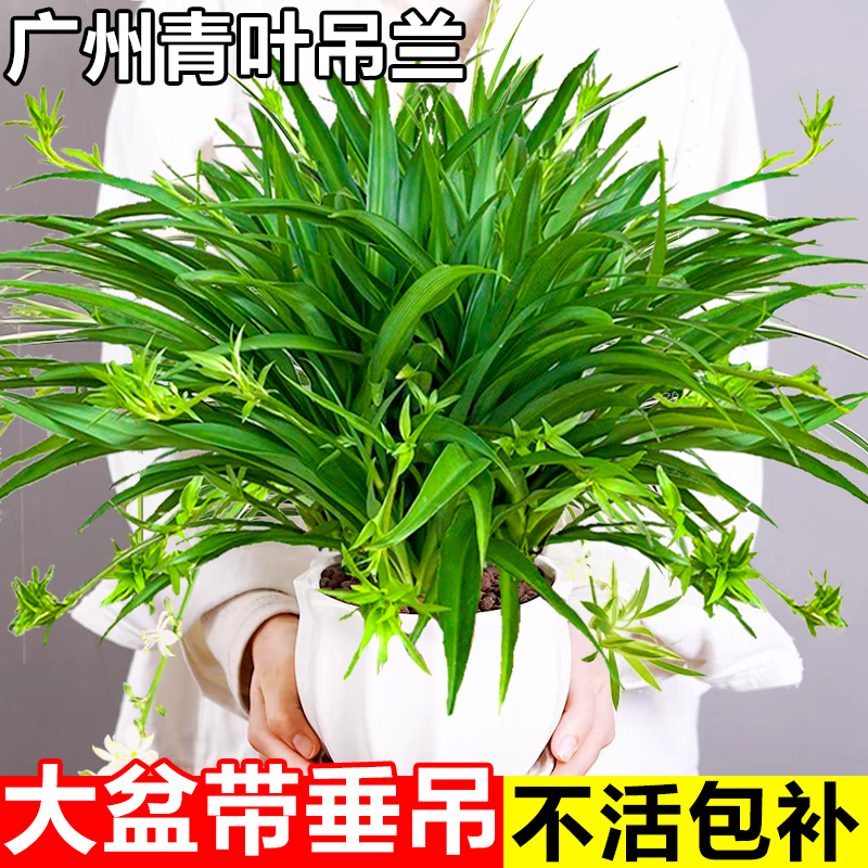 吊兰室内植物青叶金边吊兰大苗垂吊绿植四季常青阳台好养花卉盆栽