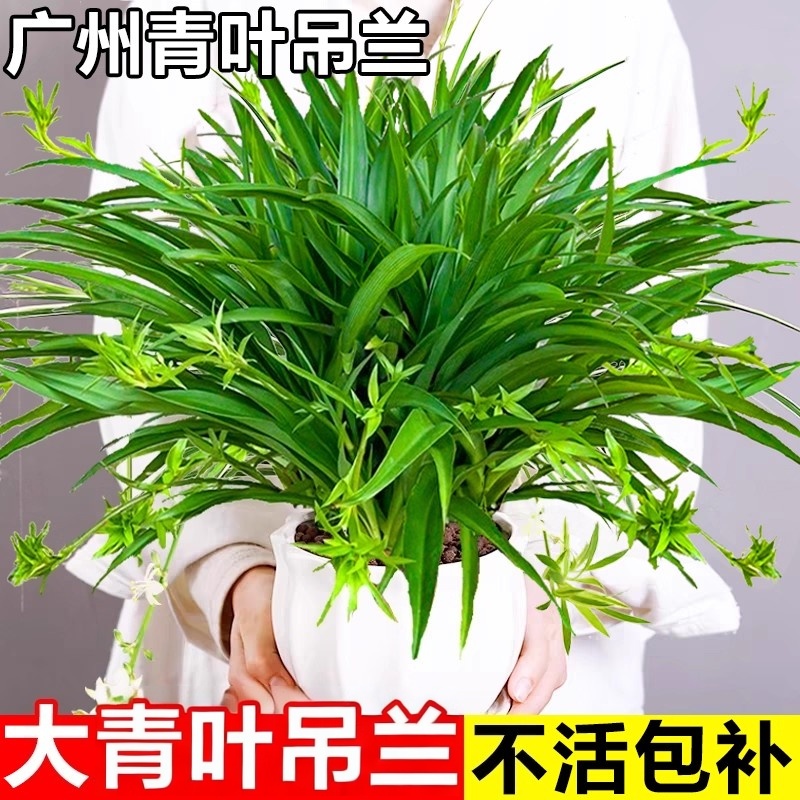 吊兰室内植物青叶金边吊兰大苗垂吊绿植四季常青阳台好养花卉盆栽