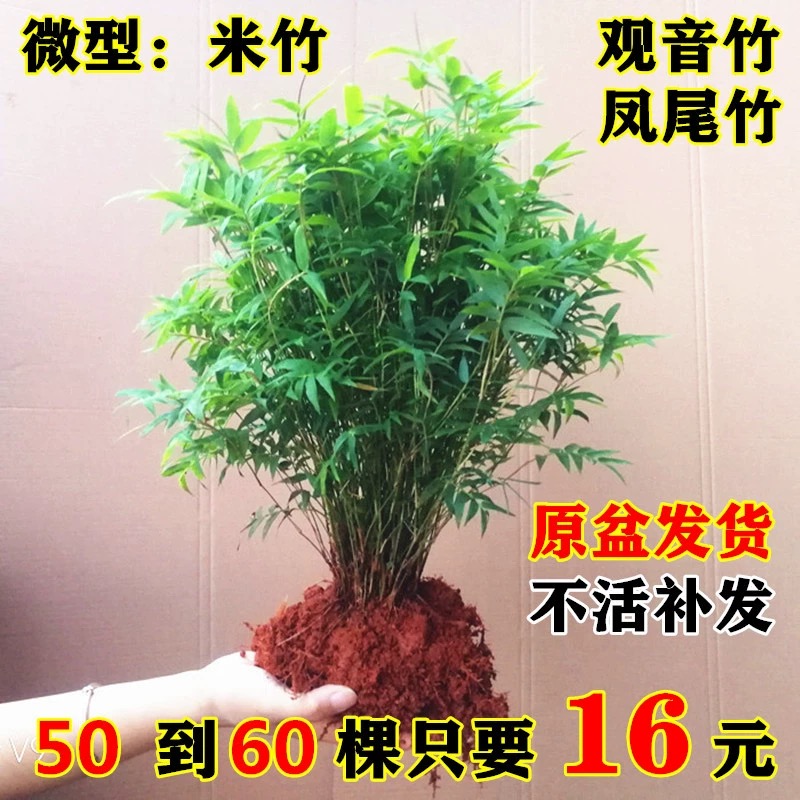米竹盆栽室内植物可水培绿植四季常青矮化竹子苗观音竹凤尾竹盆景