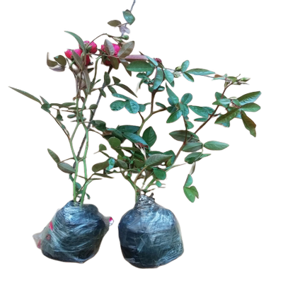 自欣旗舰店木香花浓香爬藤植物