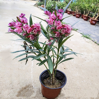 夹竹桃树苗柳叶盆栽花卉四