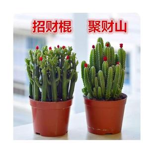 多肉植物光棍树招财树发财树室内盆栽四季常青耐寒耐旱绿植花卉