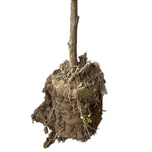 无刺蔷薇杆子带根树桩状月季嫁接砧木小棒棒糖随意嫁接