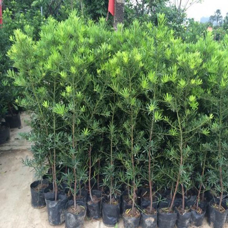 罗汉松树苗室内外绿植观叶盆景四季常青花卉盆栽庭院阳台抗寒植物