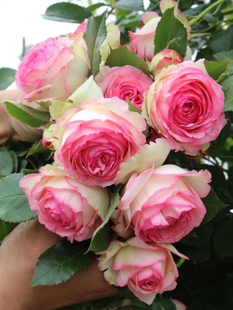 粉色龙沙宝石爬藤月季大苗桂之苑