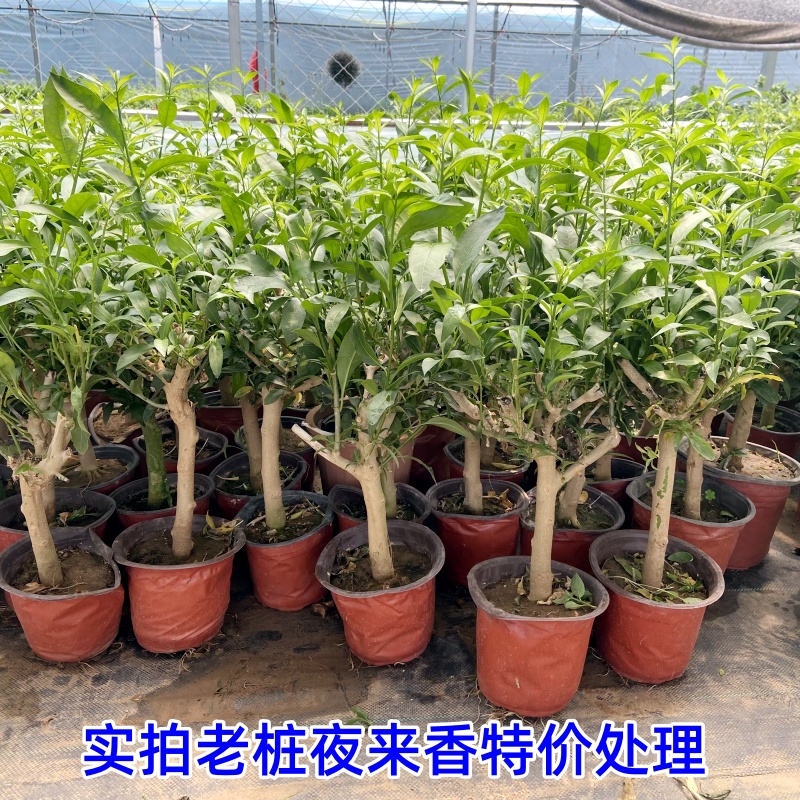 夜来香盆栽树苗 庭院阳台多季开花绿植花卉 净化空气驱蚊香草植物
