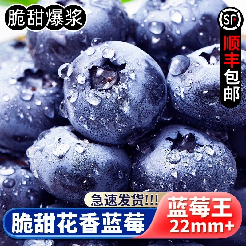 新鲜现摘蓝莓新鲜花香蓝莓现摘一整箱露天蓝莓当季孕妇宝宝水果
