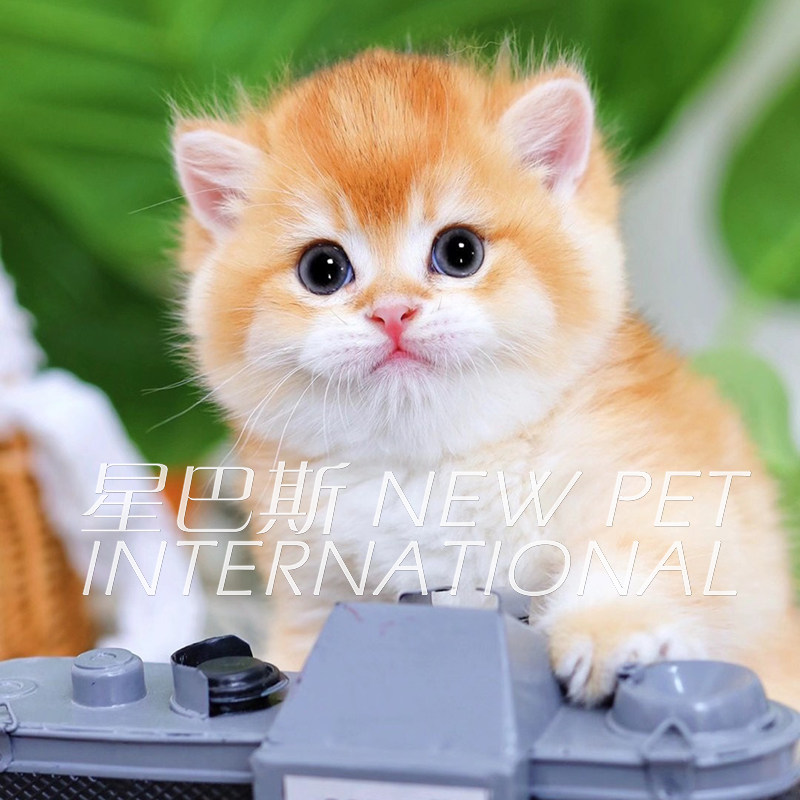 星巴斯纯种英短金渐层幼猫虎斑缅因猫蓝猫猫咪活物宠物猫ny12