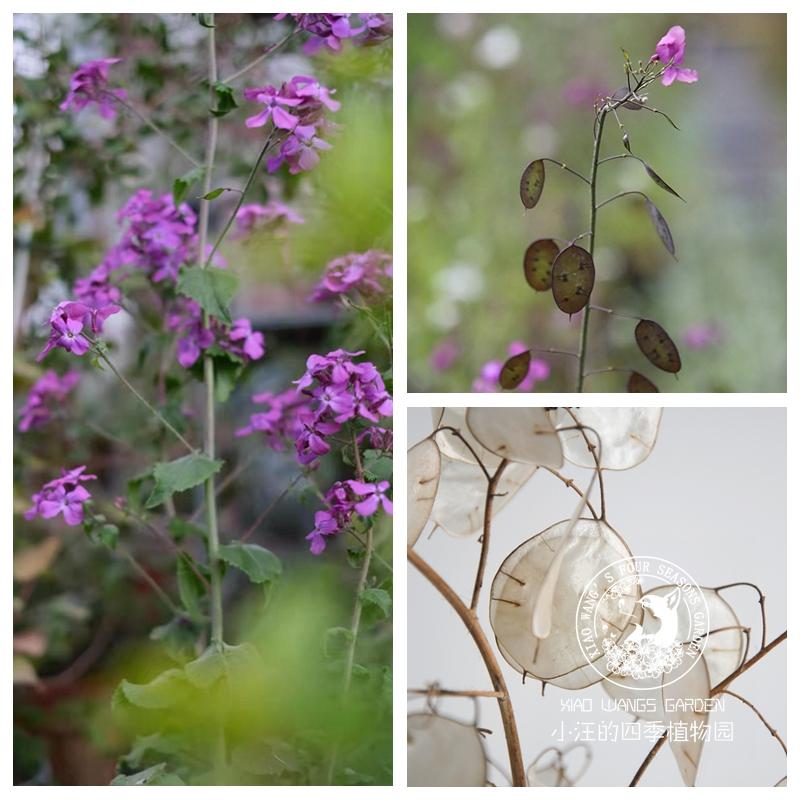 小汪的植物园 银扇草硬币 进口切花植物 多年生 耐寒常绿盆栽花苗