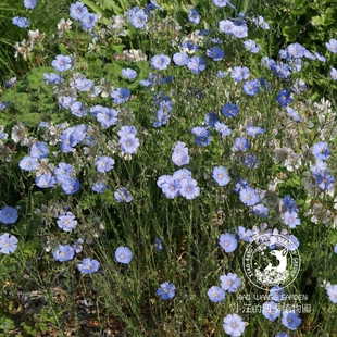 蓝花亚麻 多年生 耐旱耐寒宿根草本 好养易活 庭院阳台盆栽植物苗