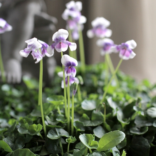 熊猫宿根植物多年生草本趣味地被