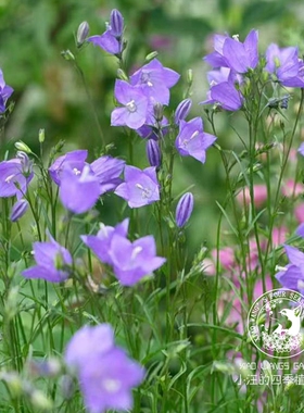 苏格兰风铃草 蓝色 多年生耐寒耐旱 花期长 花园花镜植物盆栽花苗
