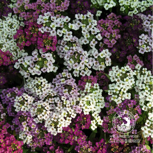 花叶香雪球盆栽花苗春夏