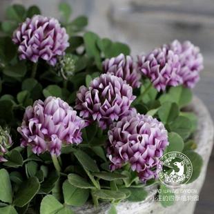 卡特兰车轴草紫花多年生耐旱耐寒草本植物春季开花庭院花园盆栽苗