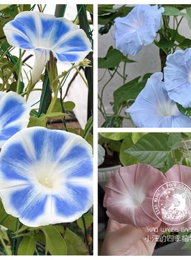 朝颜牵牛花春夏秋盆栽花苗