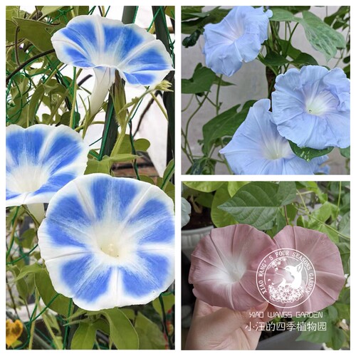 朝颜牵牛花春夏秋盆栽花苗