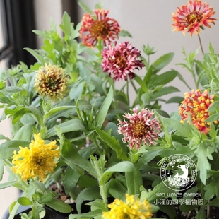 重瓣矢车天人菊 多色可选 花期长 耐旱植物 庭院阳台盆栽花卉花苗