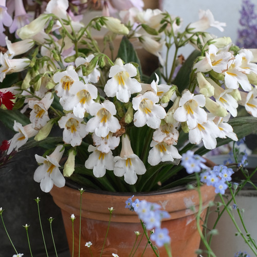 盆栽花苗白色皮草雪天使四季