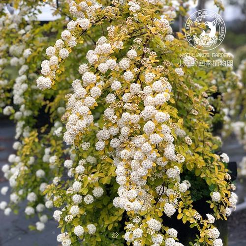 菱叶绣线菊 黄金喷泉 花灌木春季开花多年生耐寒耐热户外花园植物