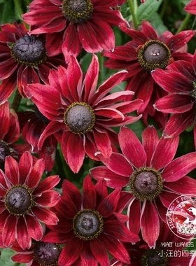 金光菊红色樱桃白兰地 多年生 庭院花园搭配绿植草本花卉盆栽花苗