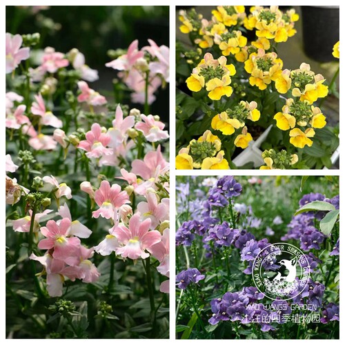 龙面花春夏耐寒盆栽花苗