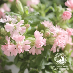 桃花蝇子草 重瓣大蔓樱草 粉桃花色渐变四季阳台庭院盆栽花卉花苗