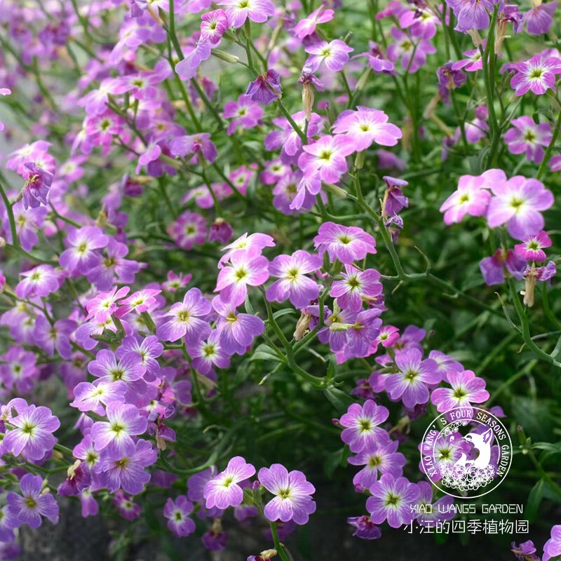 弗吉尼亚紫罗兰垂吊 春季开花 小清新盆栽花苗 庭院自然花镜花材