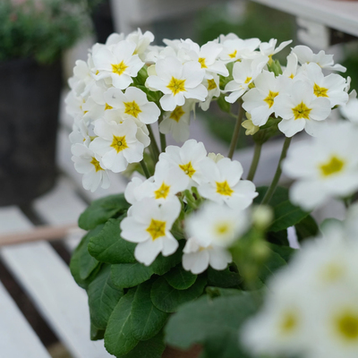 高杆报春草本春季盆栽