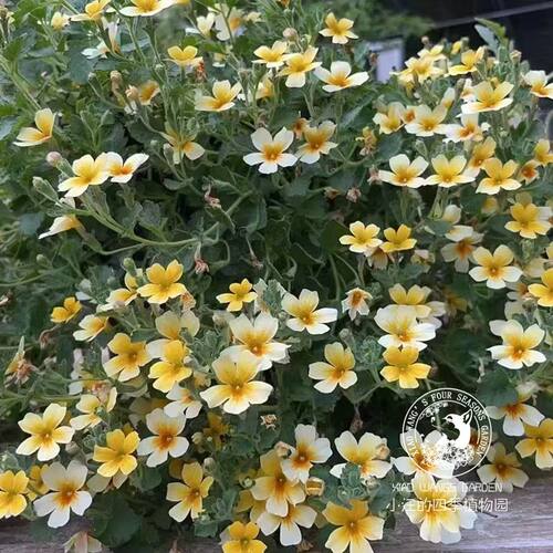 耐寒冬春开花可垂吊草本盆栽苗