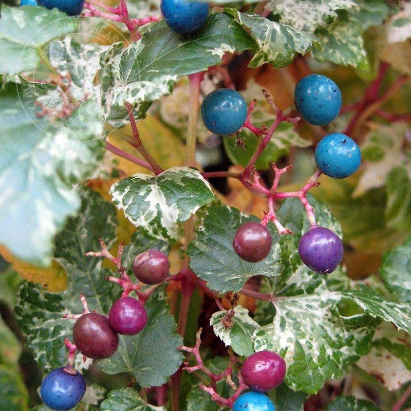 花叶蛇葡萄 火山石 多年生观叶观果藤本攀援植物花园阳台盆栽花卉