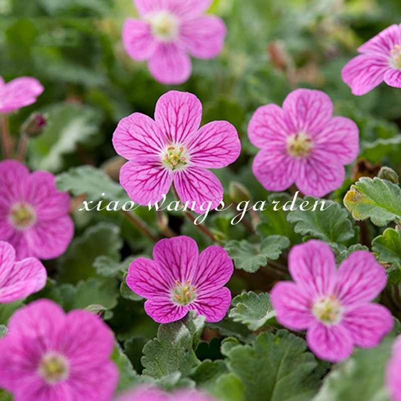 姬风露草 牻牛儿 老鹳草山野草 耐热耐寒多年生 庭院盆栽植物花苗