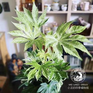 锦叶八角金盘蜘蛛网 观花观叶秋冬开花 好养庭院花园盆栽植物花苗