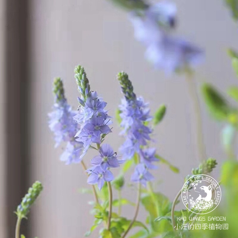 金叶卷毛婆婆纳 地被植物 多年生耐寒耐热 庭院花园 植物盆栽花苗