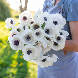 意大利银莲花 灵雅伊藤系列多年生球根草本耐寒植物 阳台盆栽花苗
