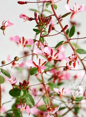 蚊子草洛佩齐亚粉色花朵盆栽苗