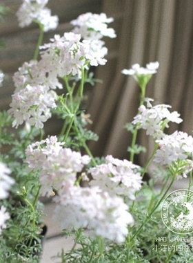 细叶美女樱 白色 多季开花 多年生耐热耐寒 阳台庭院盆栽植物花苗