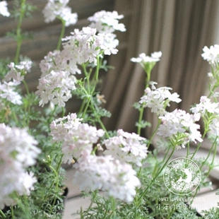 细叶美女樱 白色 多季开花 多年生耐热耐寒 阳台庭院盆栽植物花苗