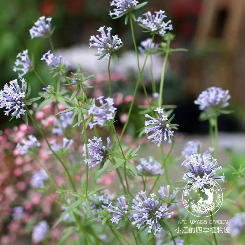 天蓝车叶草春季盆栽花苗