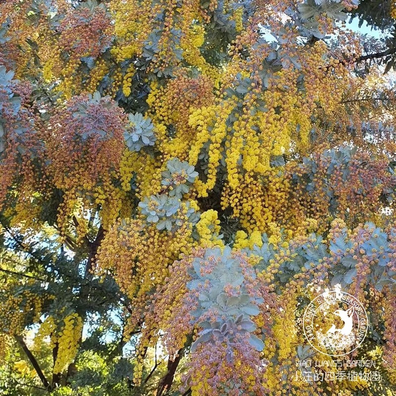 紫叶密羽金合欢 贝利氏相思树 小众乔木 多年生耐晒 植物盆栽花苗