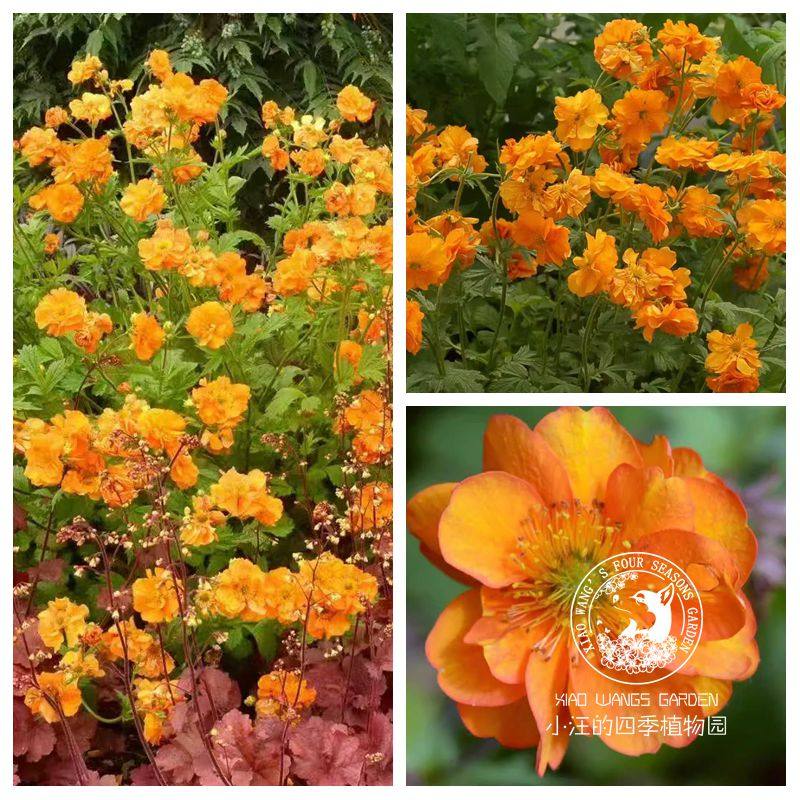 小汪的四季植物园水杨梅火风暴春夏开花多年生耐寒植物庭院花园苗