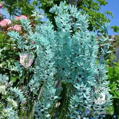 草本盆栽花苗春季绿松石鸢尾