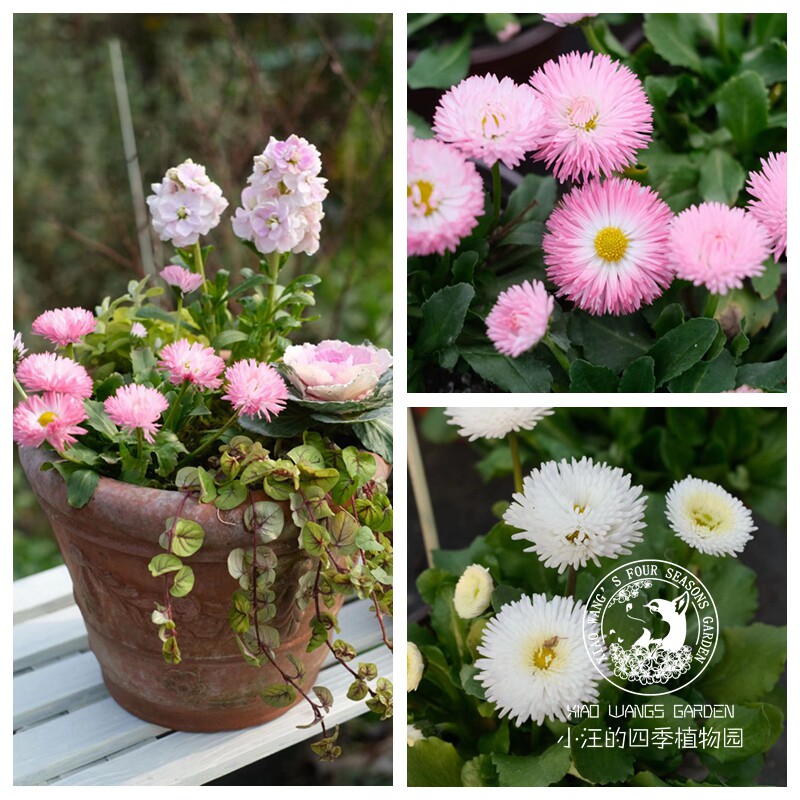 雏菊塔苏 诺贝娜 白色粉色 多年生耐寒 庭院阳台窗台盆栽植物花苗