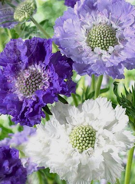 盆栽高加索蓝盆花春季多年生