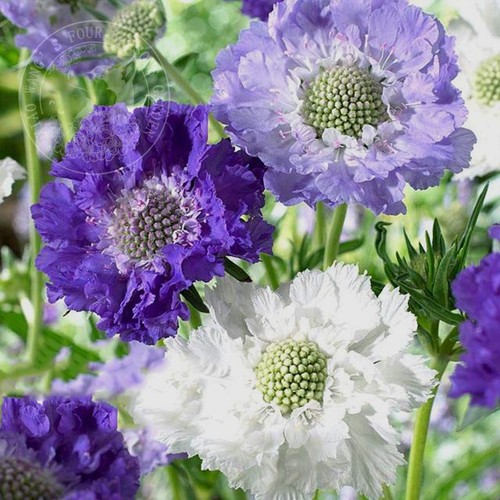 盆栽高加索蓝盆花春季多年生