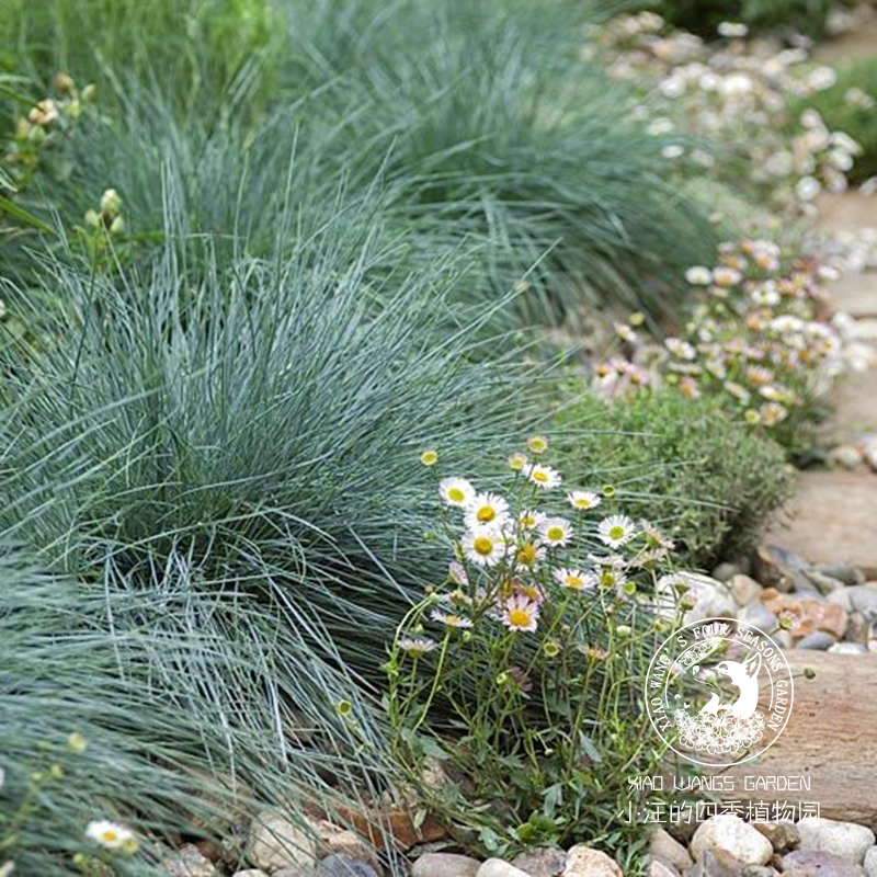 蓝羊茅 冬季耐寒观赏草 易活易养 花镜植物 庭院花园地被盆栽四季