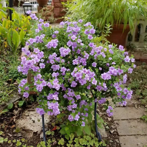 重瓣百可花春夏盆栽花苗