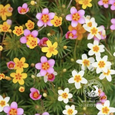 夕雪麻繁星花耐寒岩石花园盆栽苗