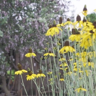 蒲棒菊 大金光菊 蓝灰观叶开花植物 多年生宿根 切花 庭院 耐寒