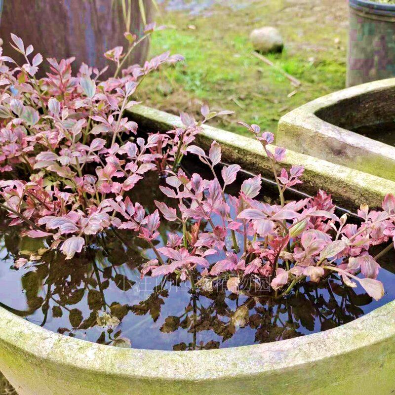 彩叶水芹 火烈鸟 水陆两栖 观叶植物 耐寒耐热 阳台庭院 水池盆栽