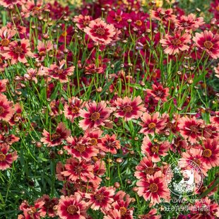 金鸡菊合集 星云 黄铜矿 夏季耐寒耐热多年生 宿根植物盆栽花苗